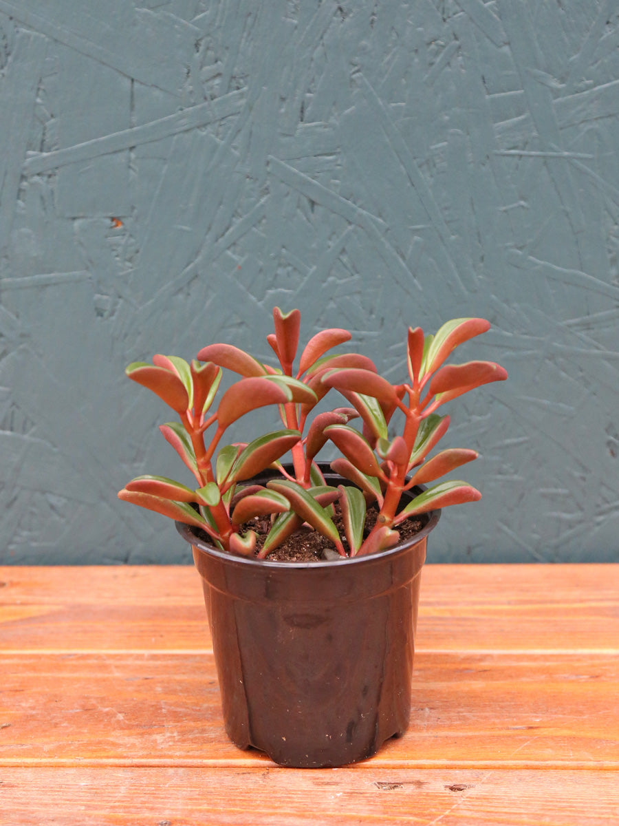 Peperomia Ruby Glow 4