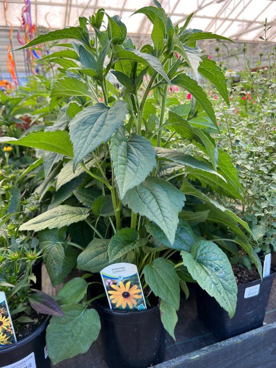 Watson's Greenhouse 
