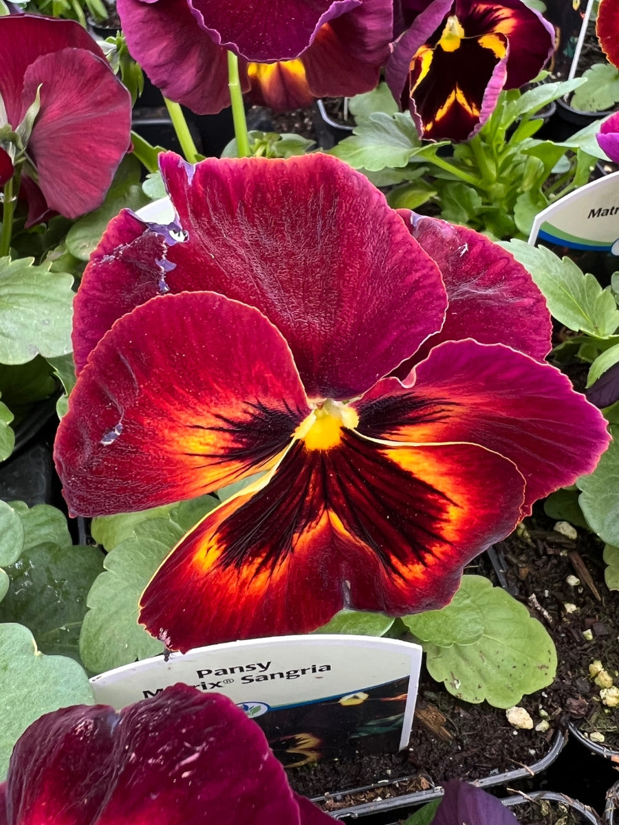 Pansies