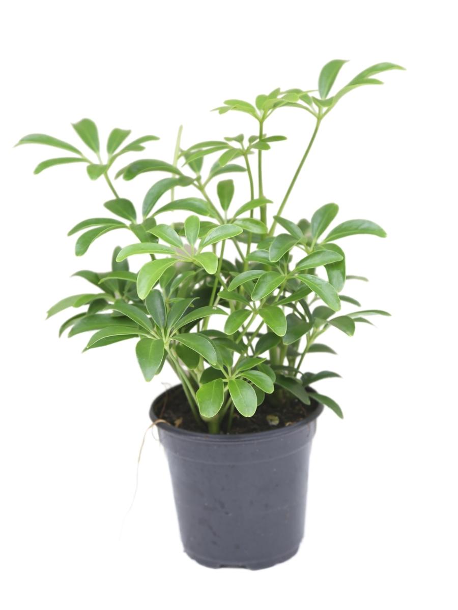 Schefflera 4