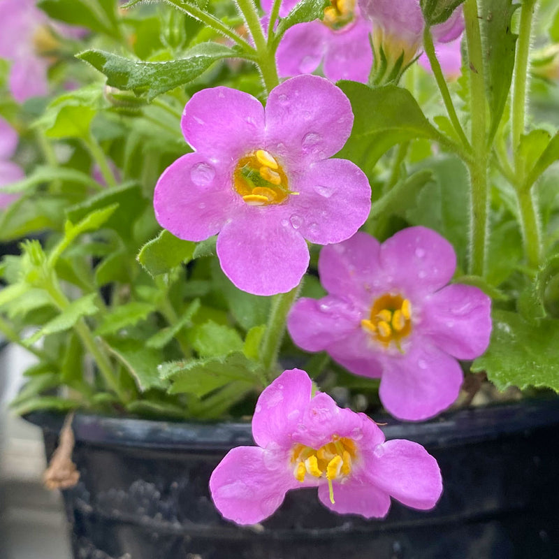 Bacopa Gulliver Pink 4"