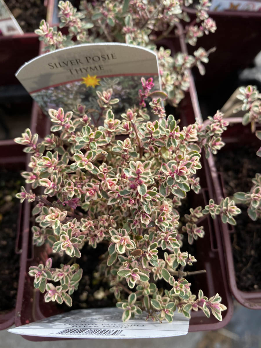 Silver Edge Thyme Plants For Sale