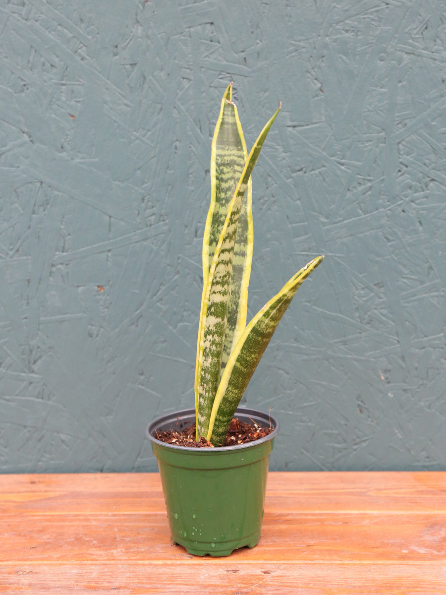 Sansevieria Laurentii 6