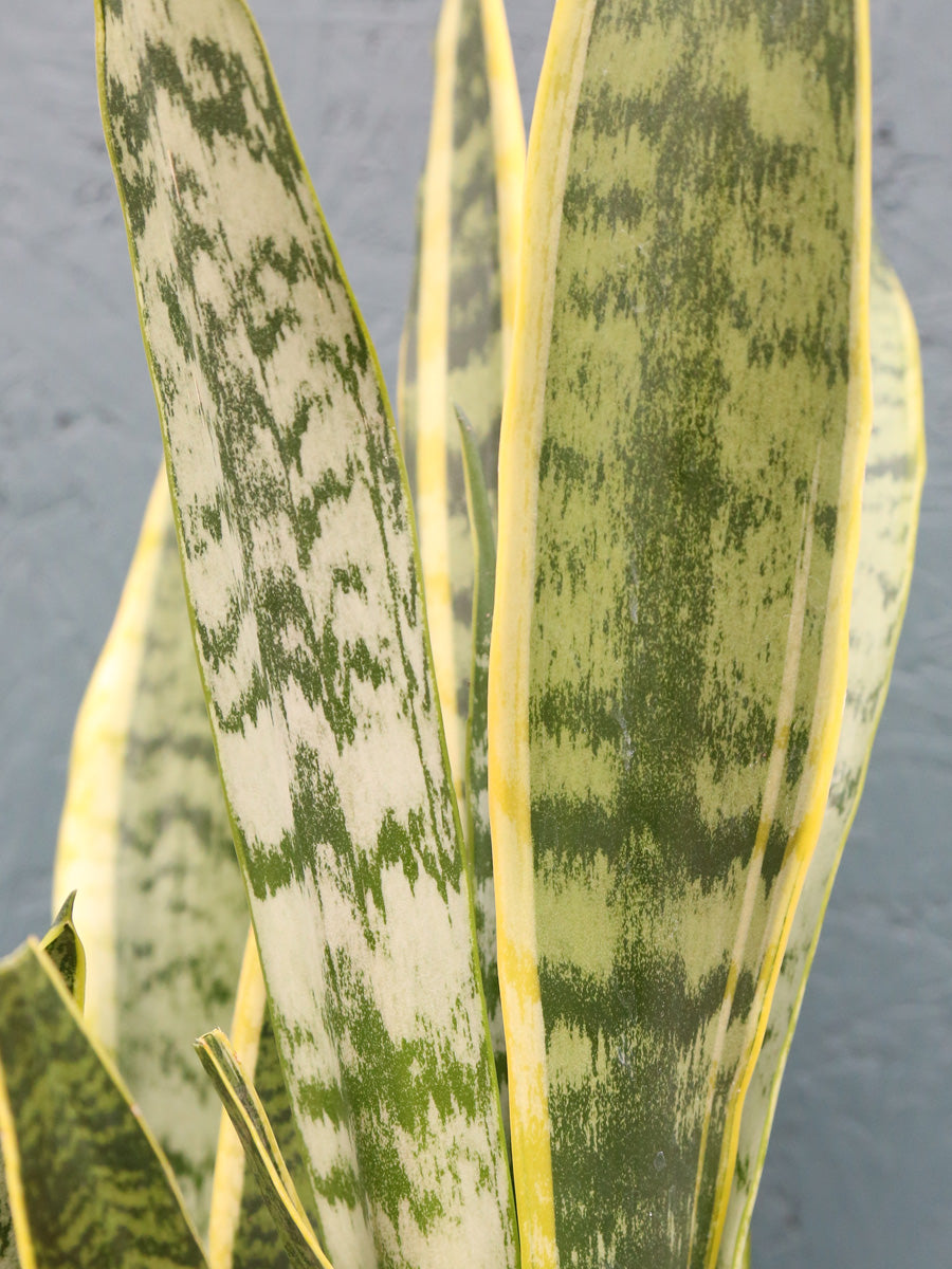 Sansevieria Laurentii 6