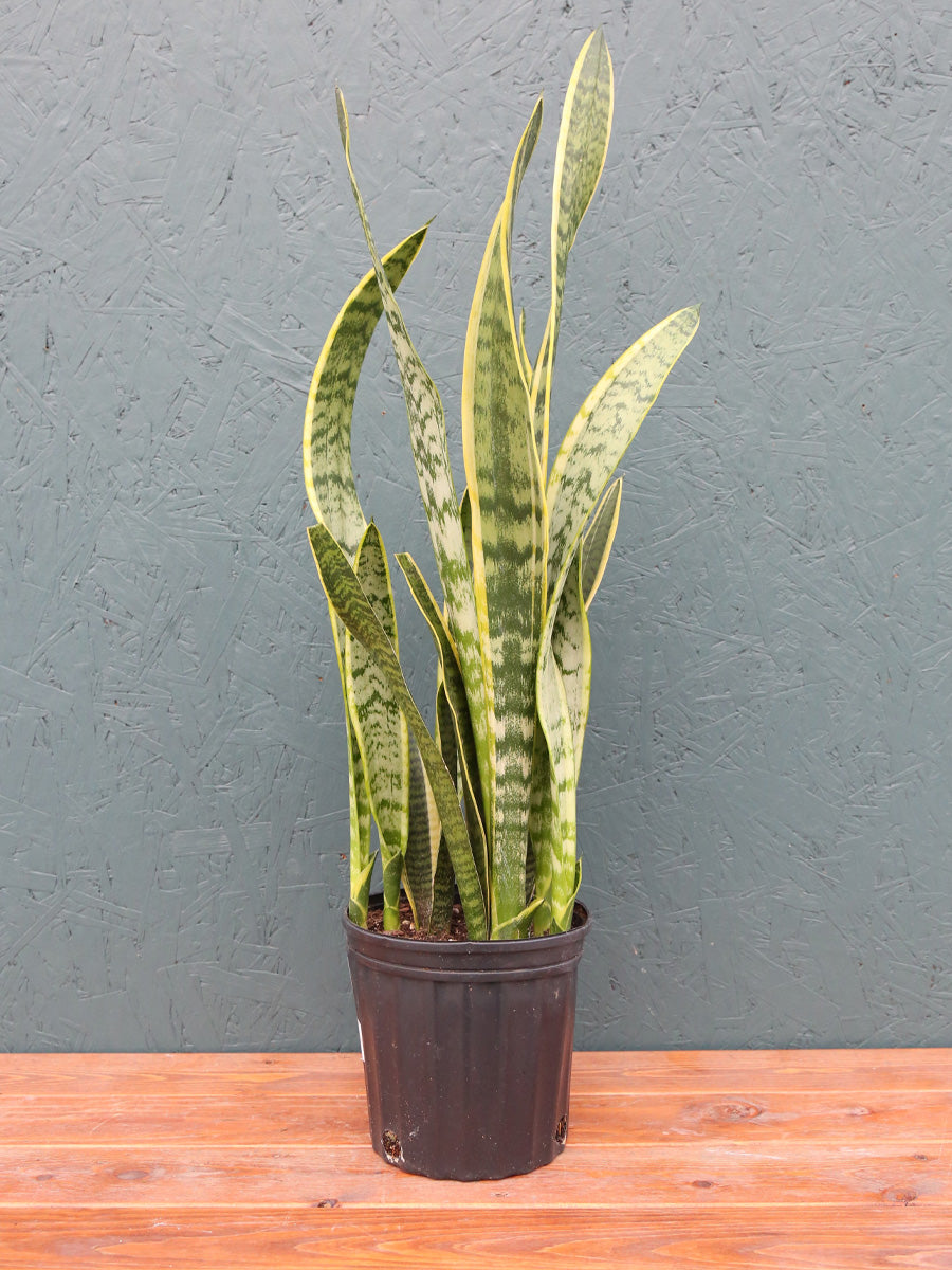 Sansevieria Laurentii 6