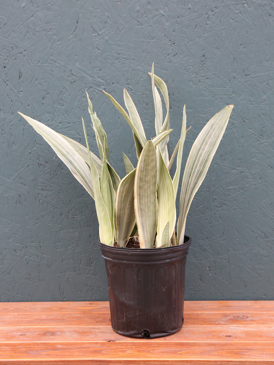 Sansevieria 'Sayuri' 10