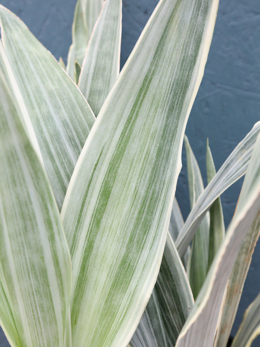 Sansevieria 'Sayuri' 10