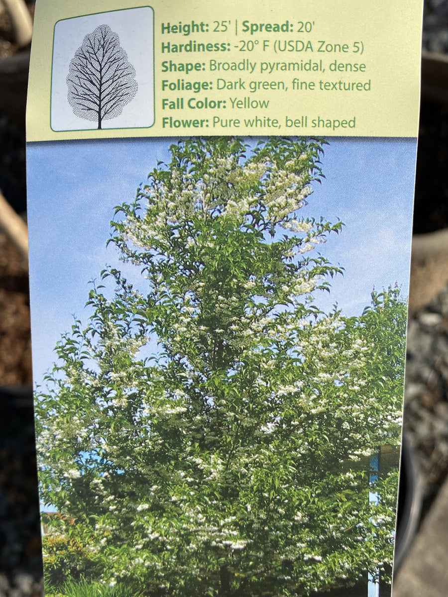 Styrax Japanese Snowbell 'Snowcone' 10G