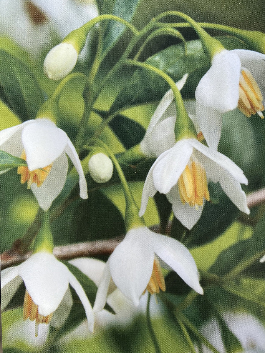 Styrax Japanese Snowbell 'Snowcone' 10G