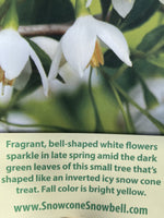 Styrax Japanese Snowbell 'Snowcone' 10G