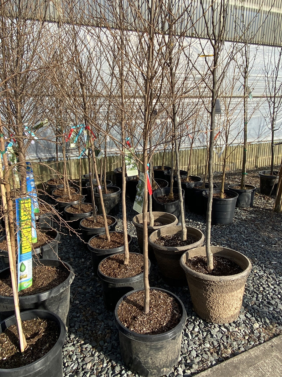 Styrax Japanese Snowbell 'Snowcone' 10G
