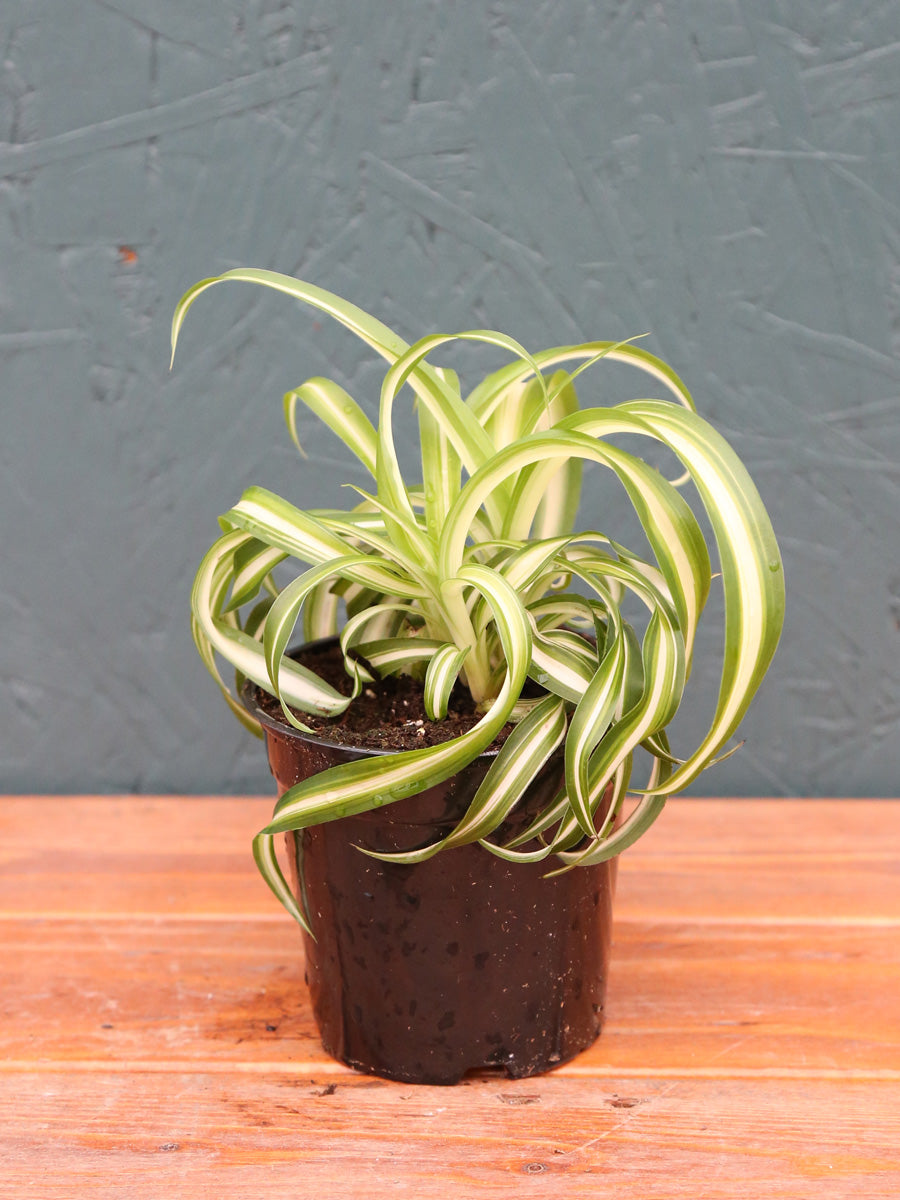 Spider Plant 4