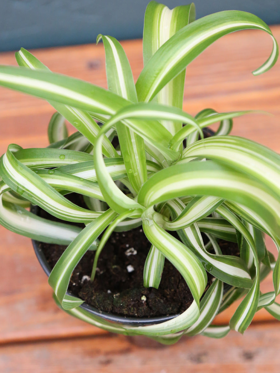 Spider Plant 4