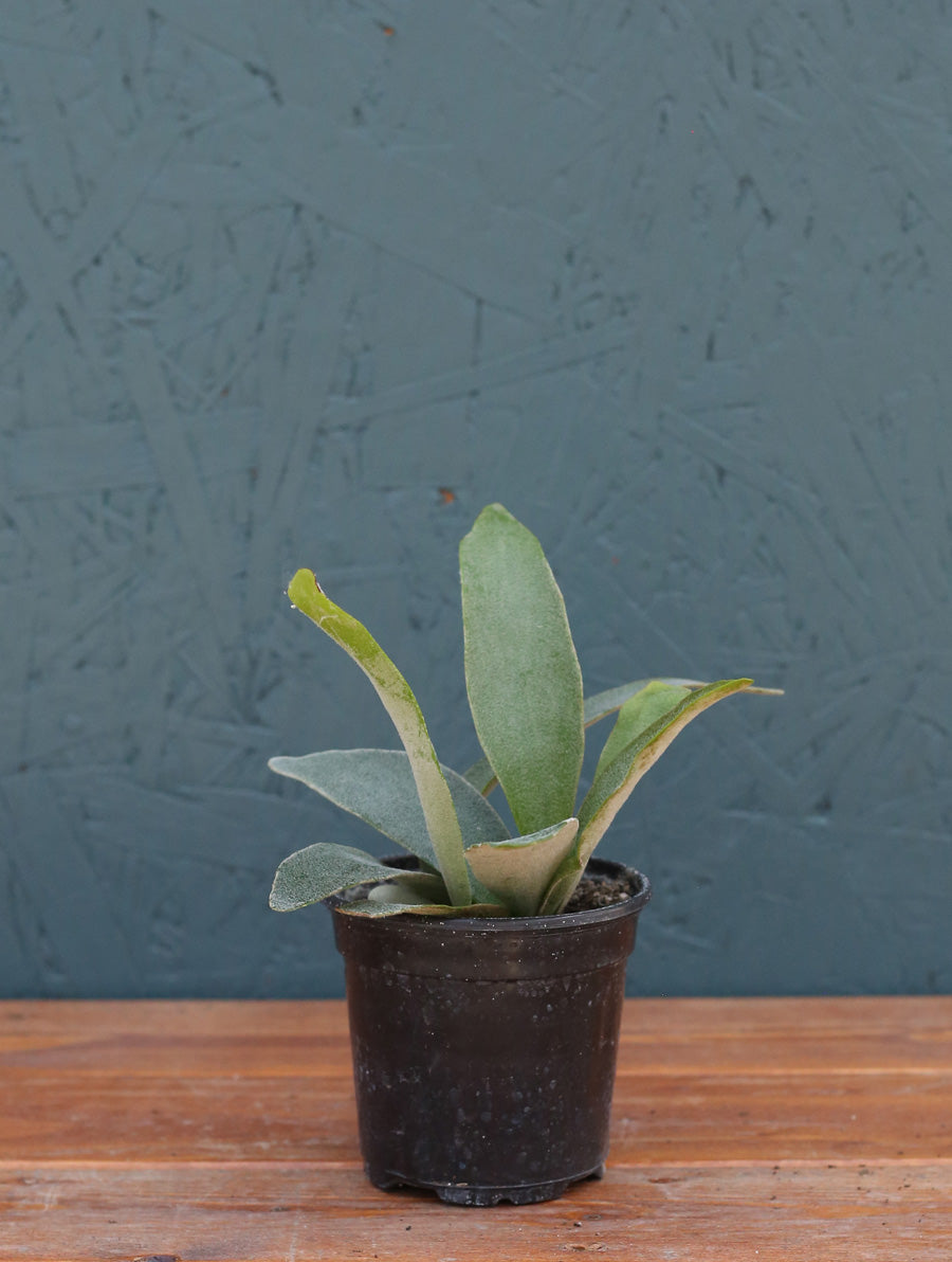 staghorn succulent Staghorn Fern 4" Pot / Nursery Pot