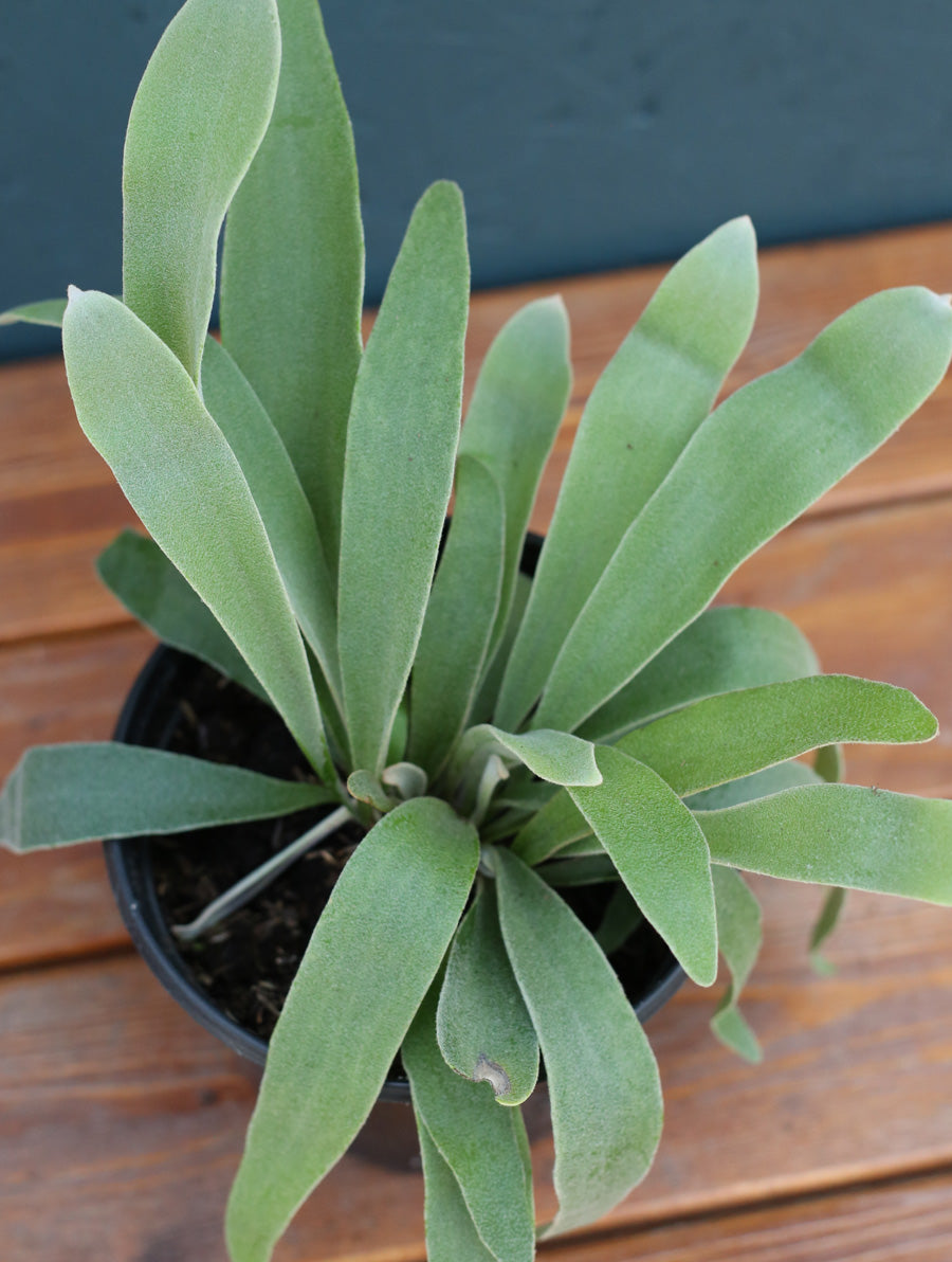 staghorn succulent Staghorn Fern 4" Pot / Nursery Pot