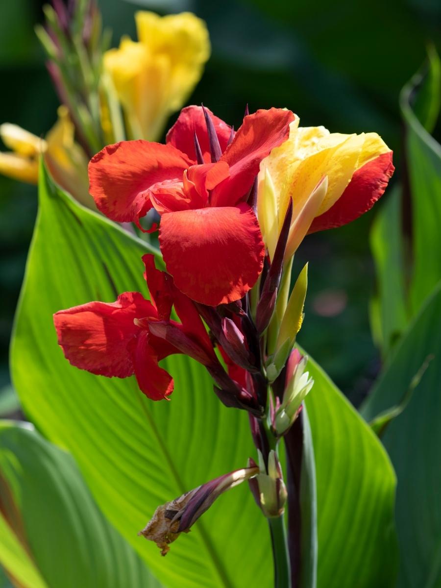 Canna Cleopatra 1G