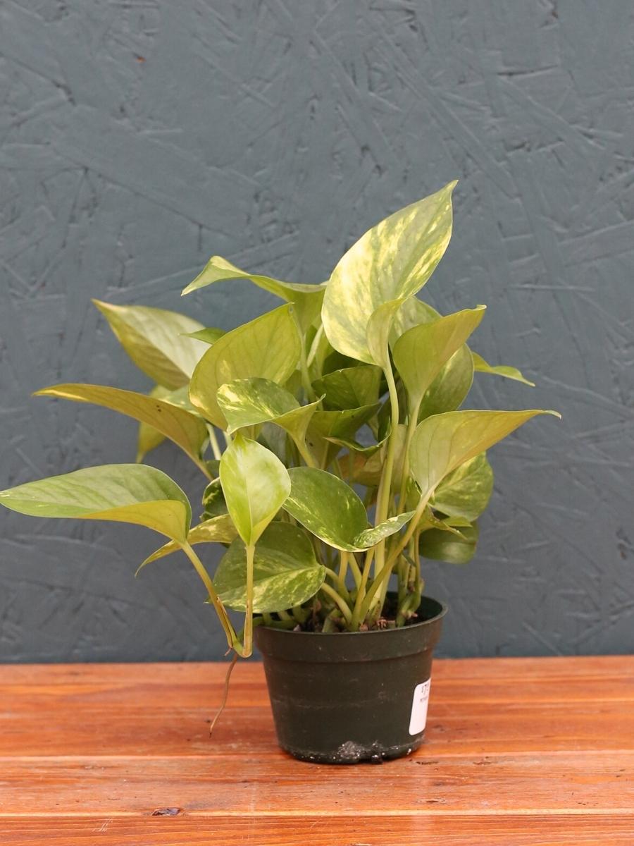 is golden pothos indoor plant Pothos 'Golden'
