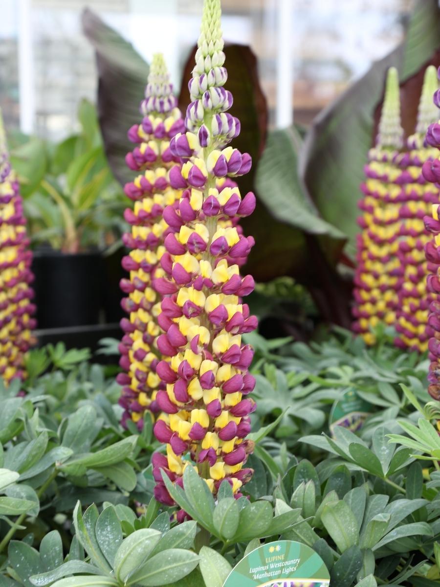 Watson's Greenhouse 