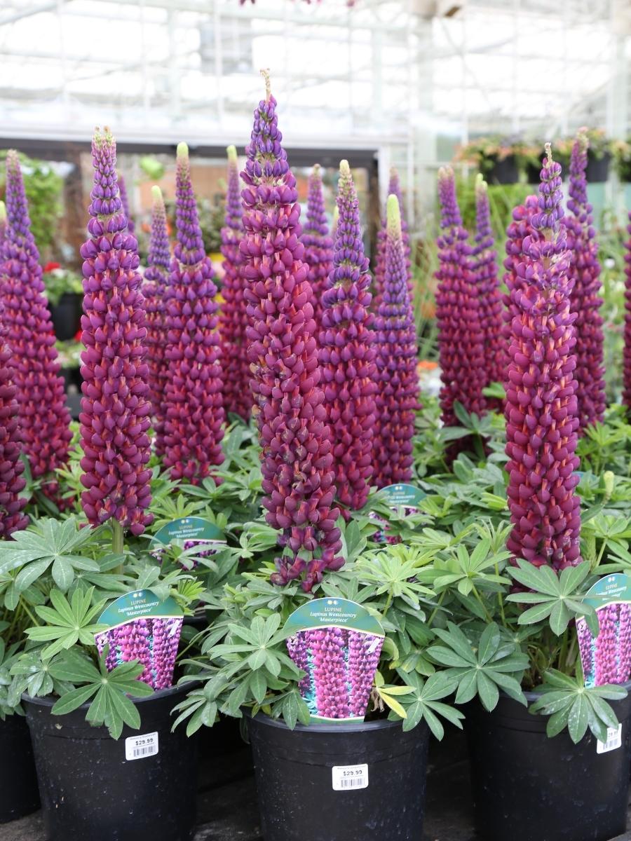 Watson's Greenhouse 