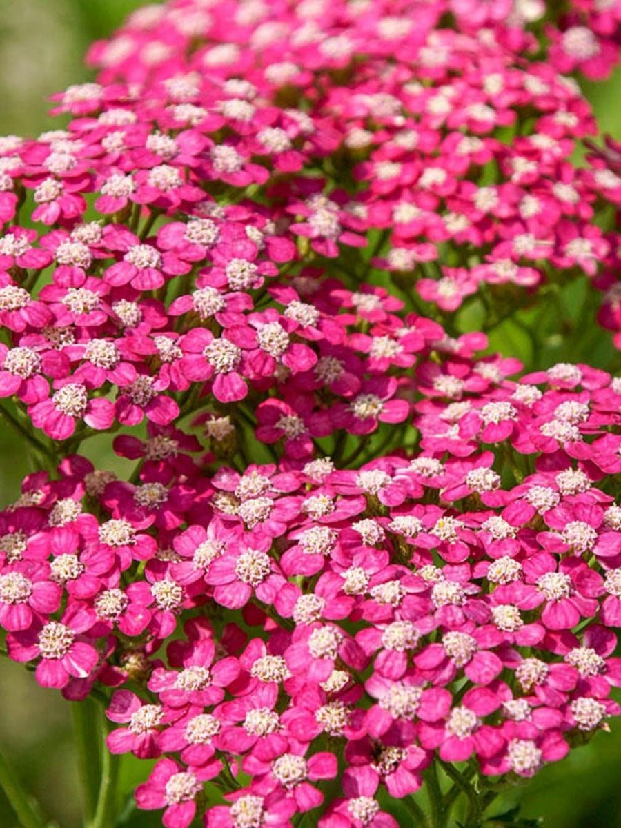 Achillea Yarrow 'Summerwine' 1G