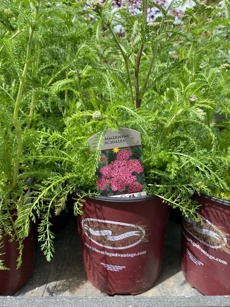 Achillea Yarrow 'Summerwine' 1G