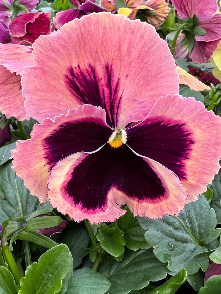 Pansies