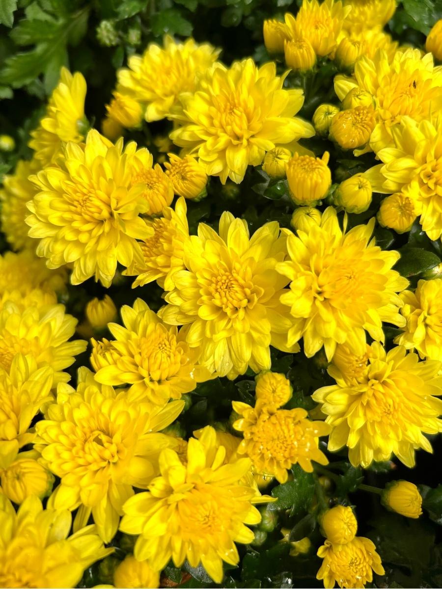 Mum Yellow