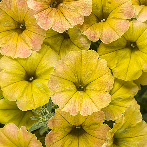 Petunia Supertunia® Honey 4.5
