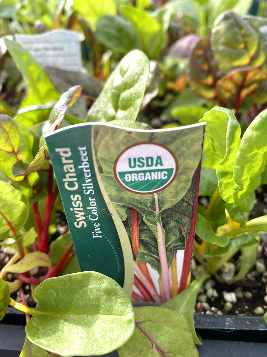 Organic Jumbo Pack | Swiss Chard