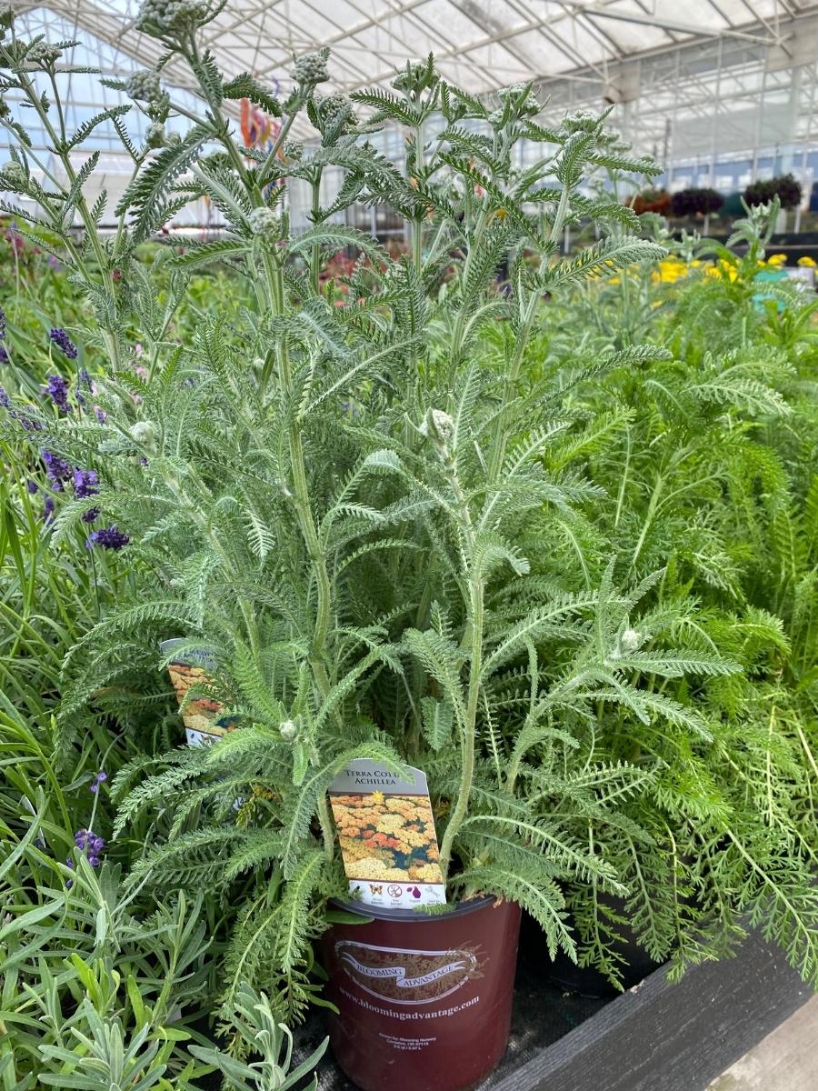 Achillea Yarrow 'Terracotta' 1G