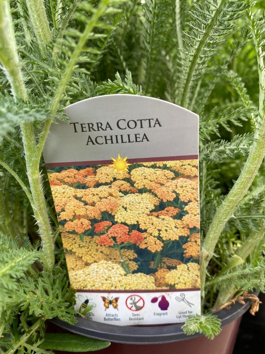 Achillea Yarrow 'Terracotta' 1G