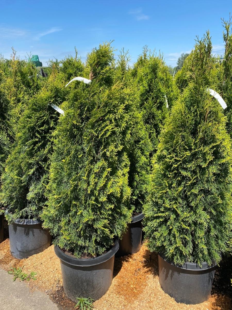 Arborvitae Emerald Green