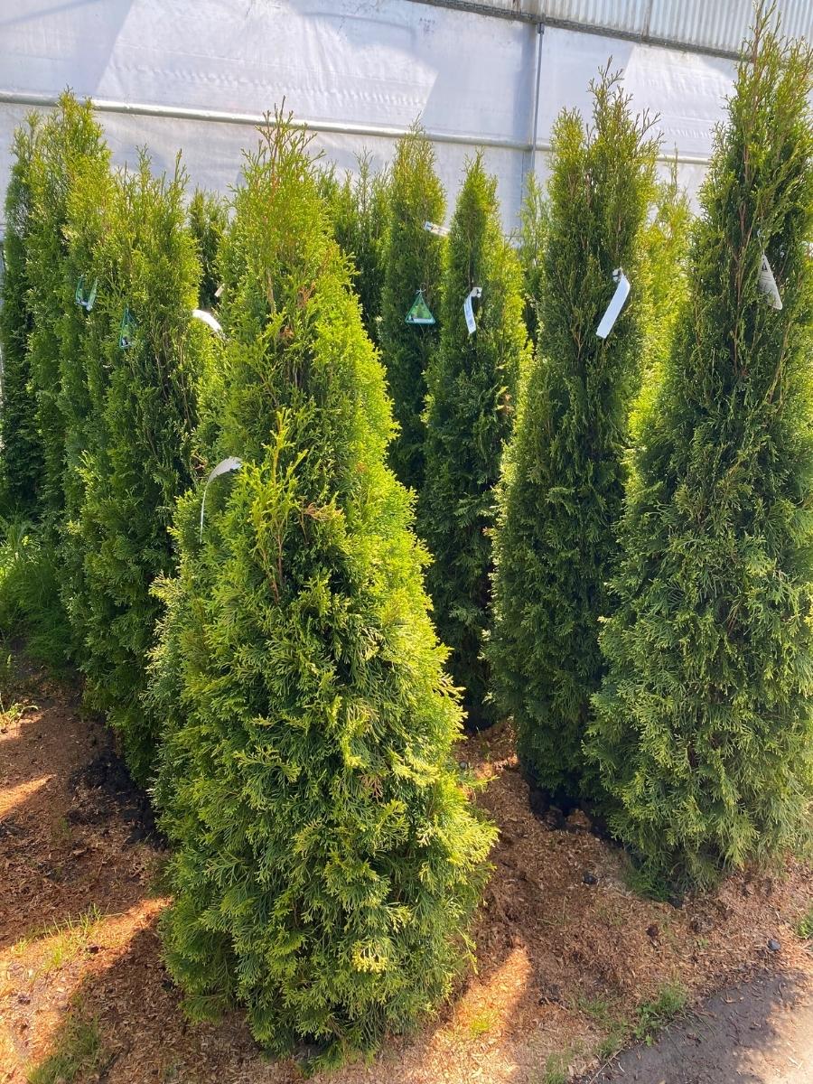 Arborvitae Emerald Green