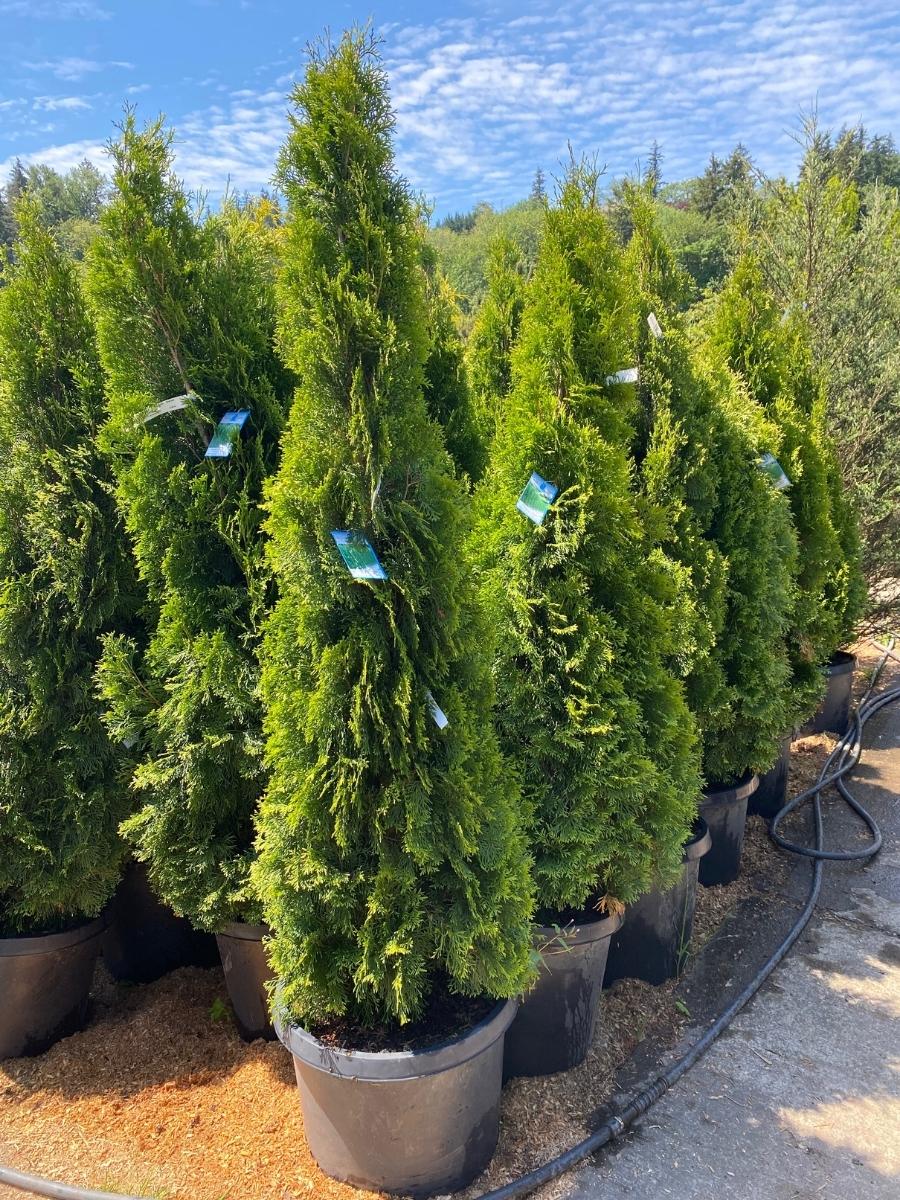 Arborvitae Emerald Green