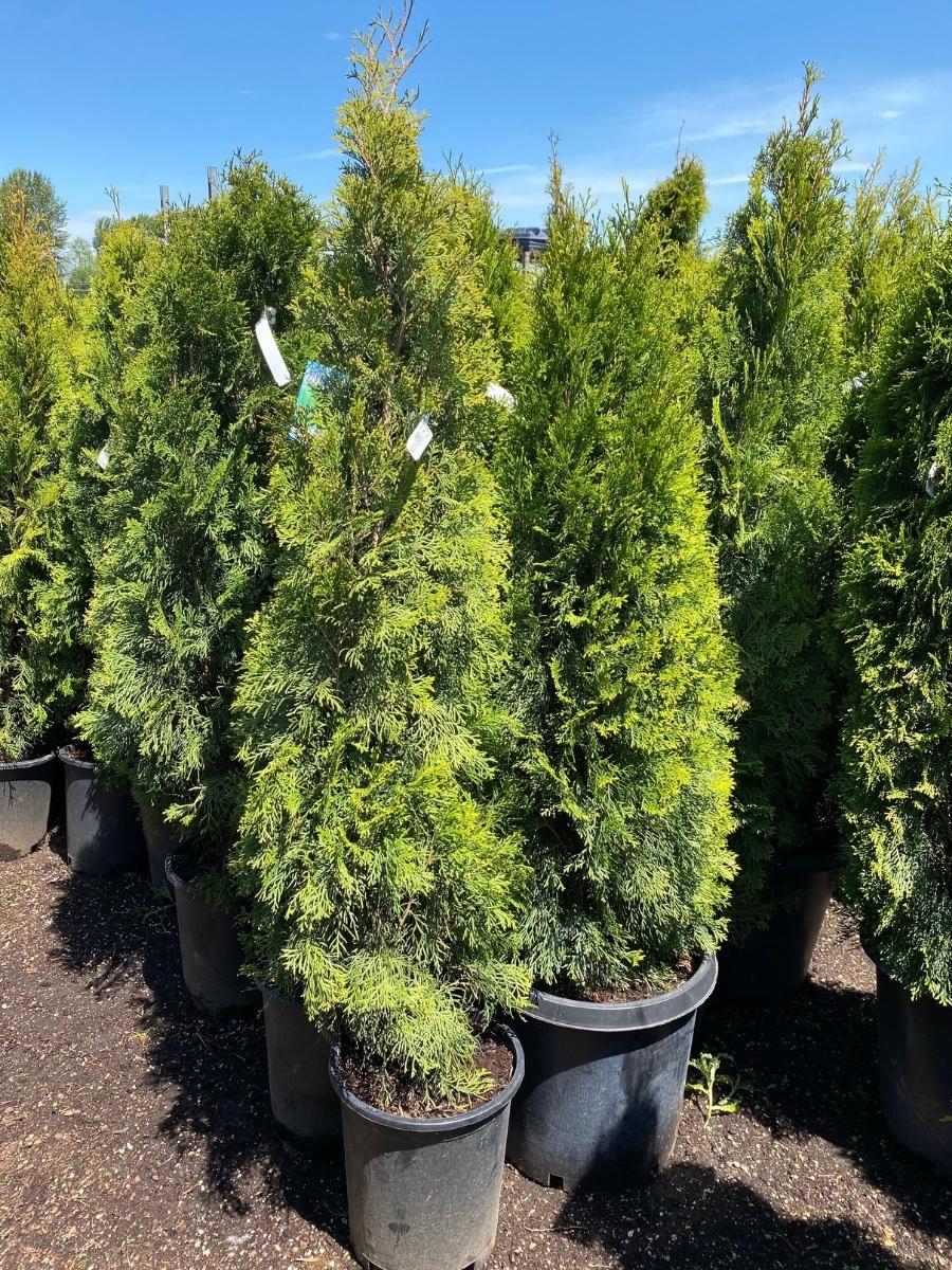 Arborvitae Emerald Green