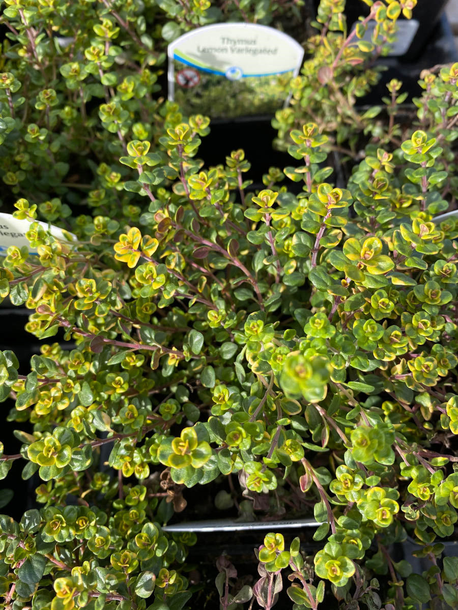 Thyme Lemon Variegated 4