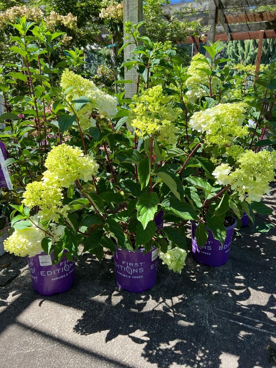 Hydrangea Panicle | Vanilla Strawberry