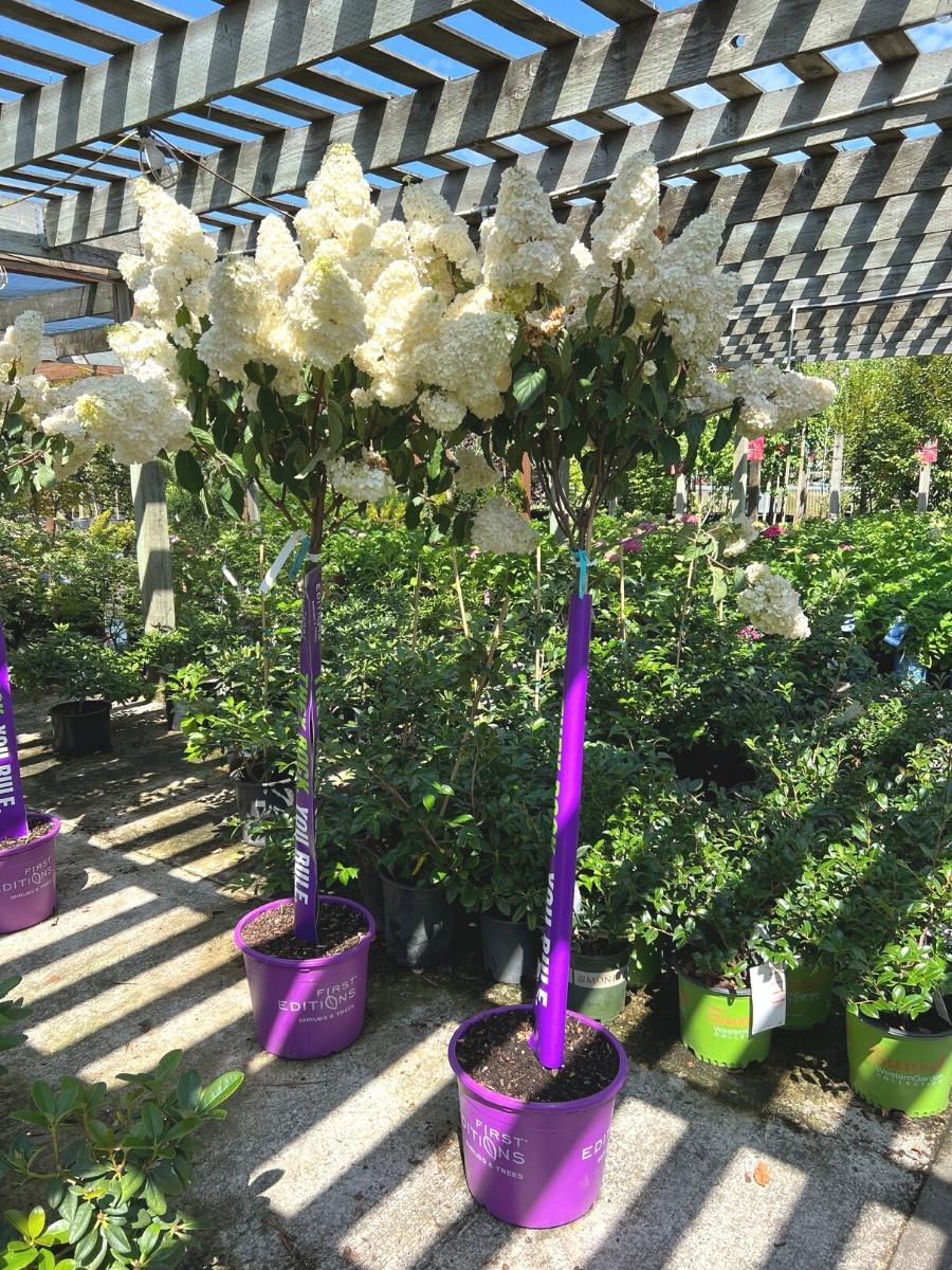Hydrangea Panicle Tree | Vanilla Strawberry™