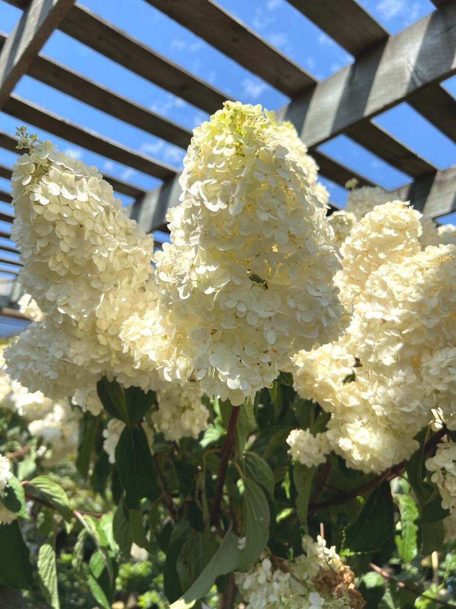 Watson's Greenhouse 