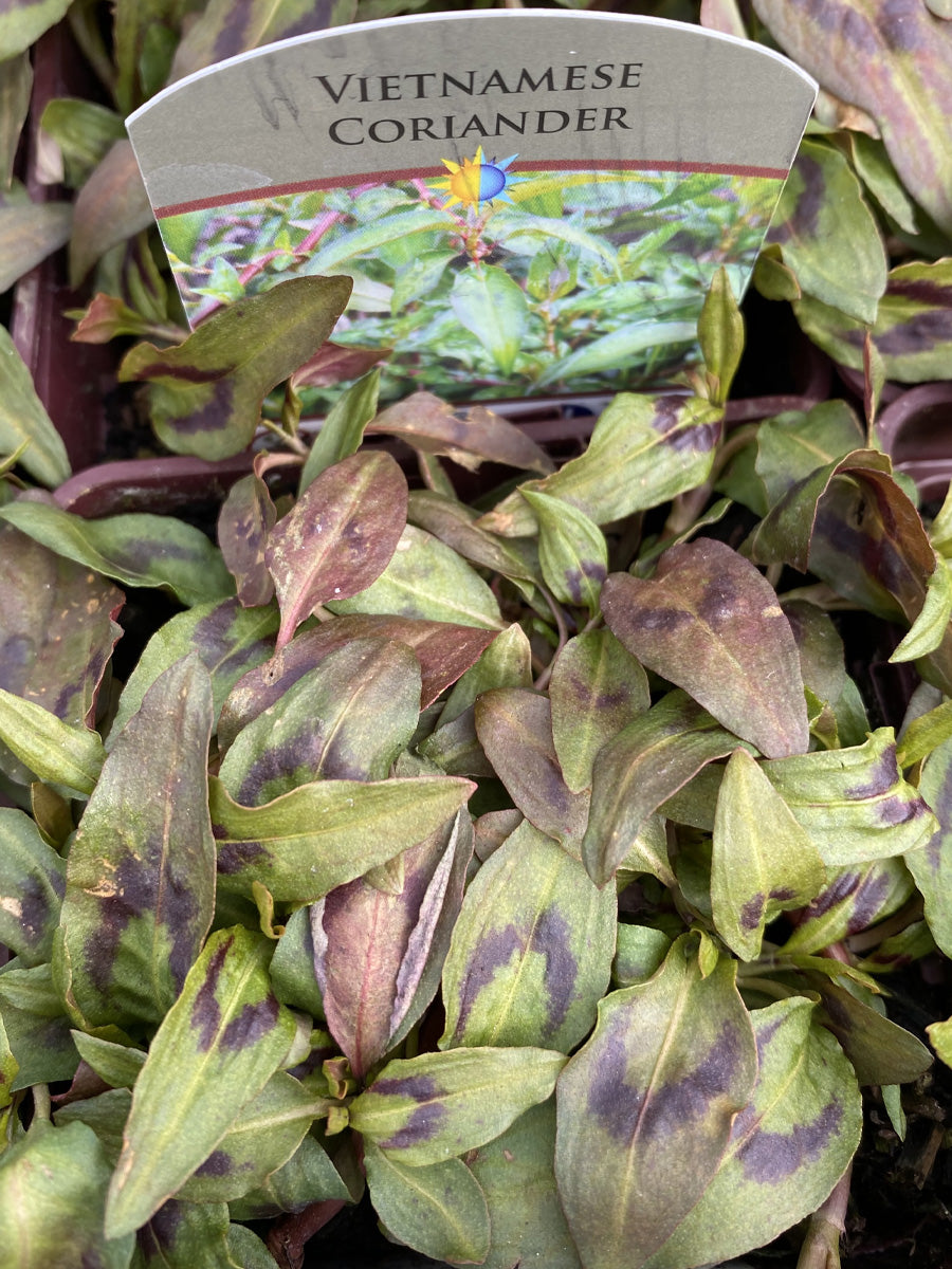 Vietnamese Coriander 4"