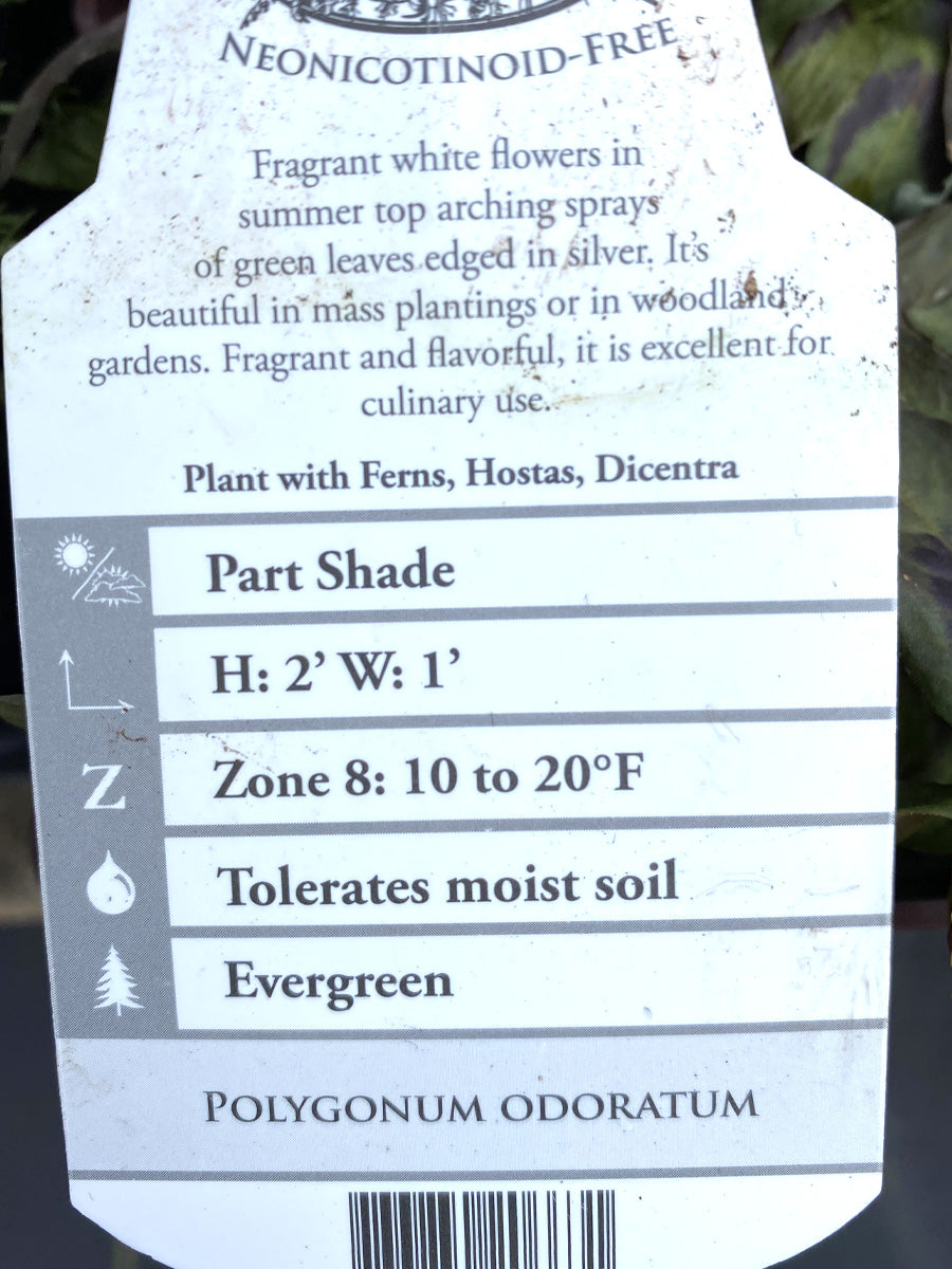 Vietnamese Coriander 4"