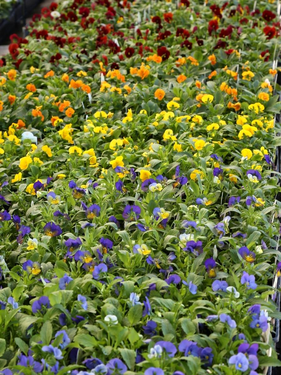 Watson's Greenhouse 
