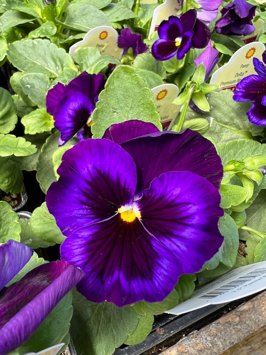 Pansies