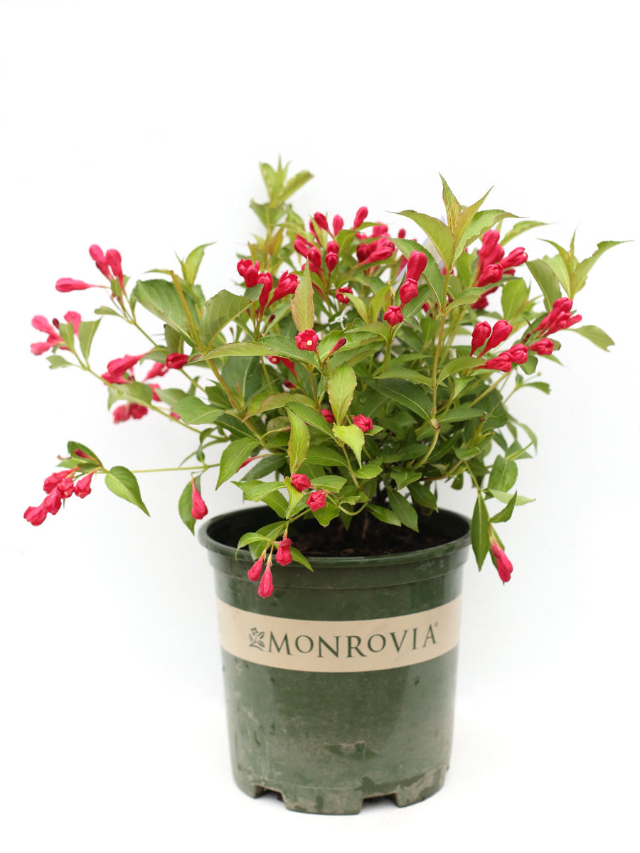 Weigela Crimson Kisses™ 1G