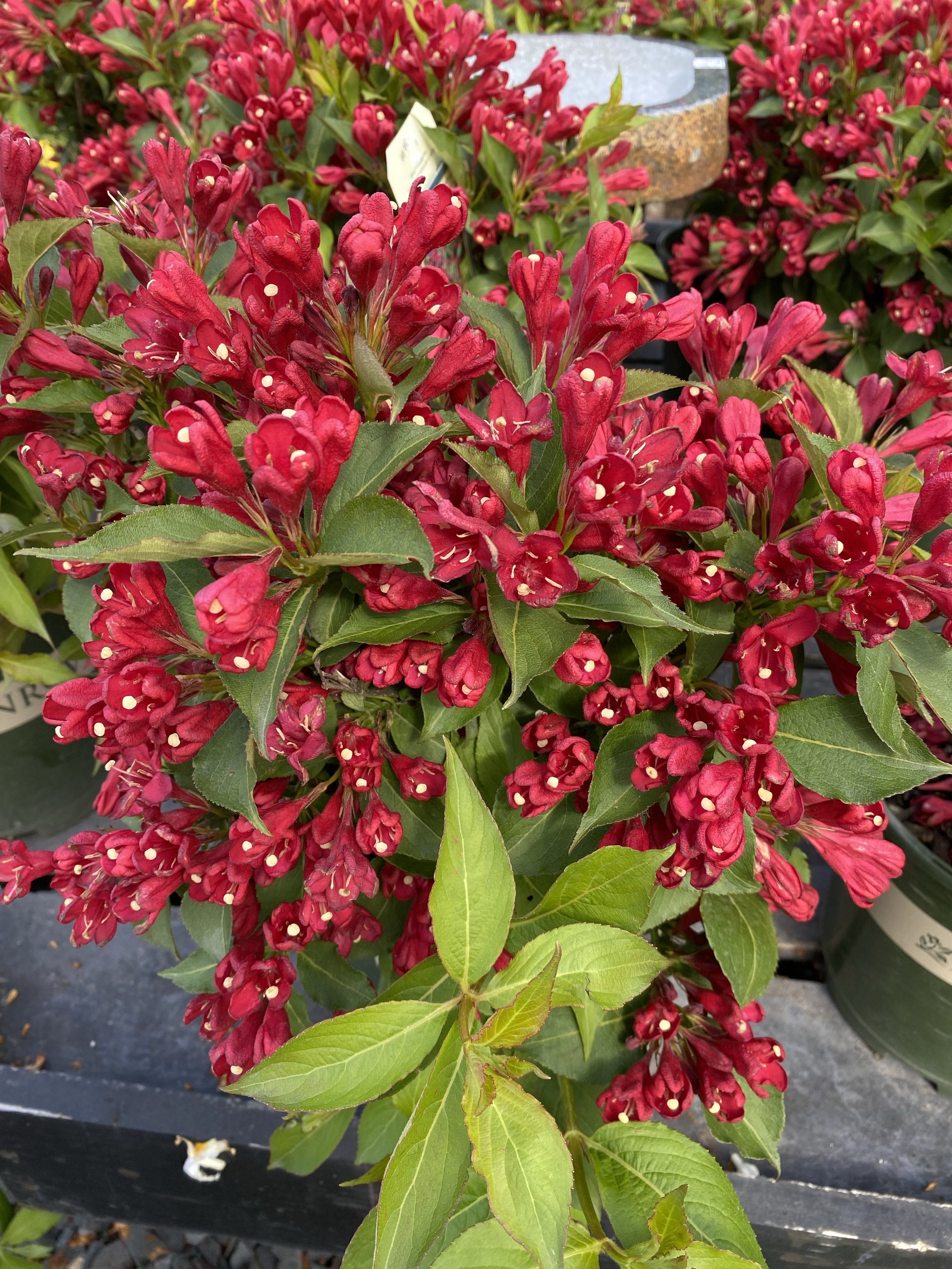 Weigela Crimson Kisses™ 1G