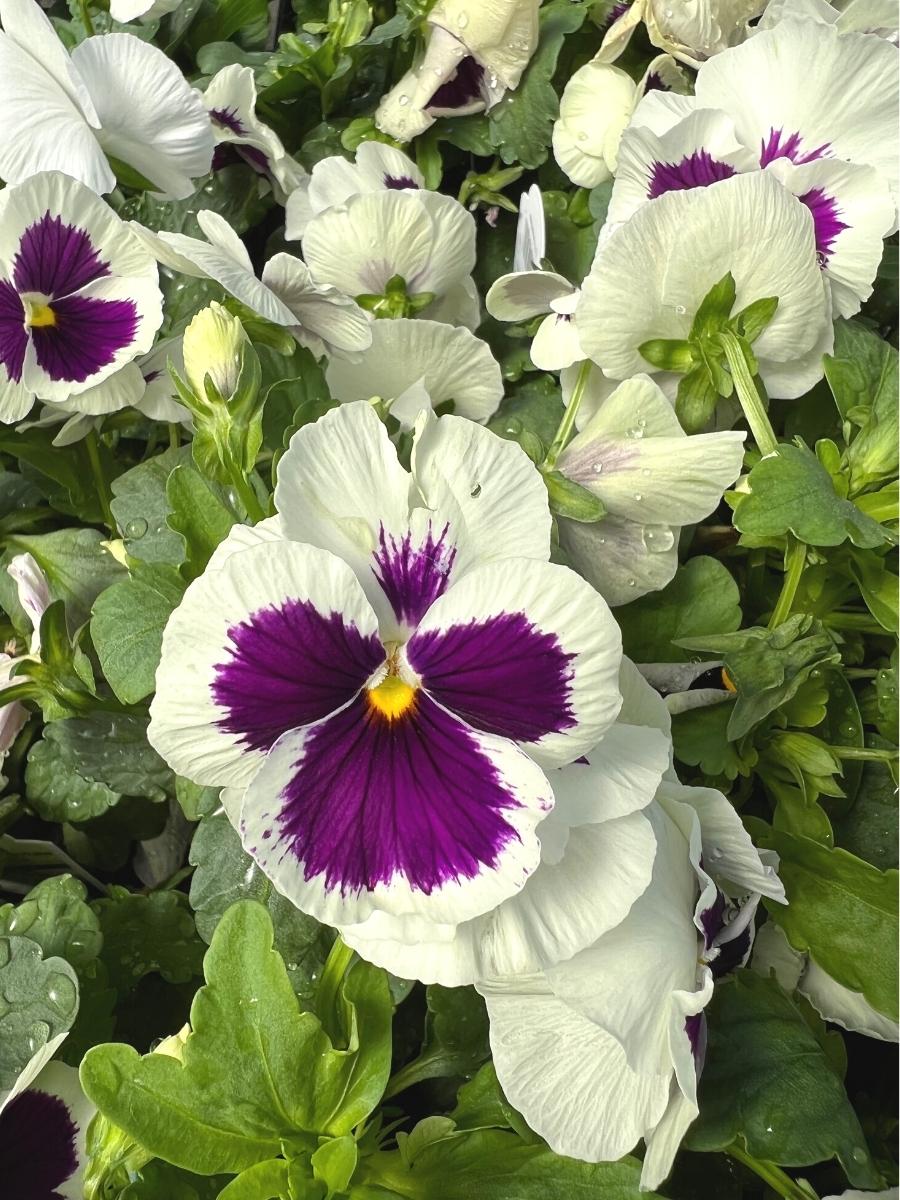 Pansies