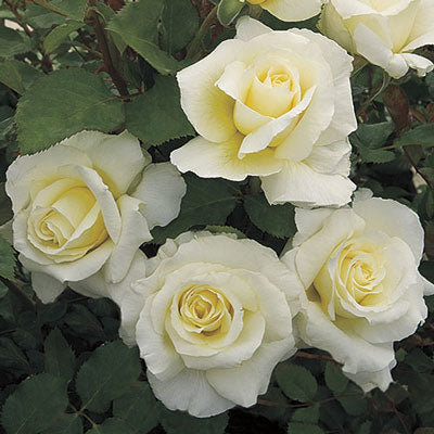 Floribunda | White Licorice