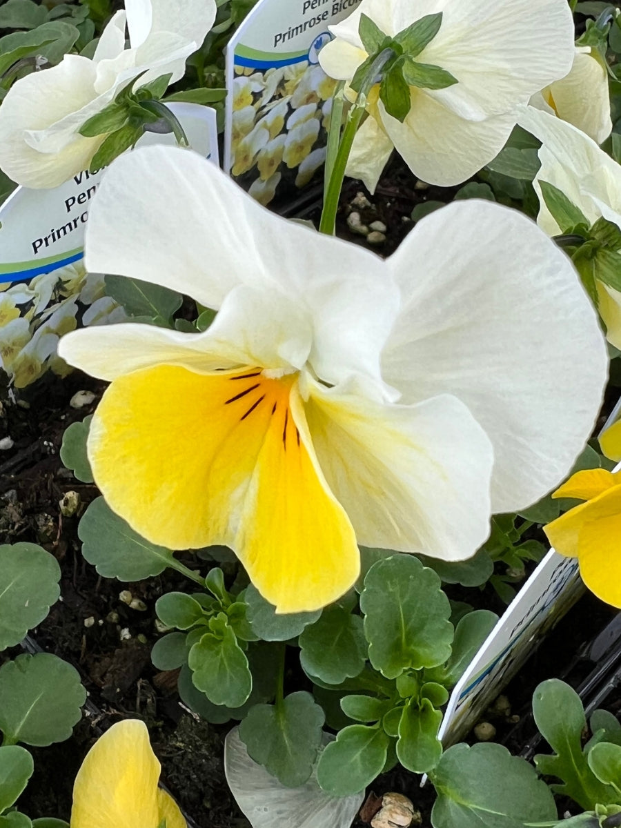 Violas