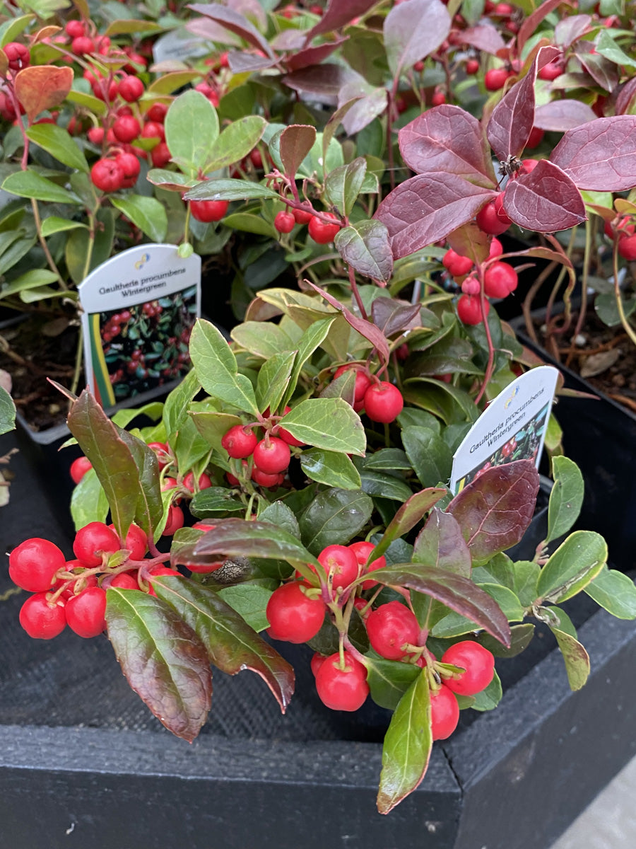 Gaultheria Procumbens Wintergreen