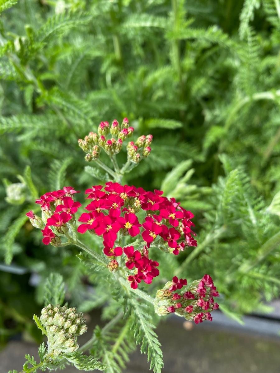 Achillea Yarrow 'Paprika' 1G